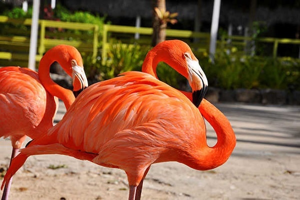 Zoos and Wildlife Experiences in Bahamas